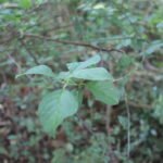 Fusain d&rsquo;Europe_2064