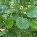 Aulne glutineux_2023