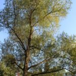 Saule blanc_2072