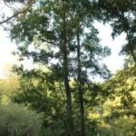 Aulne glutineux_2049