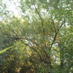 Saule des vanniers_2073