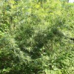 Saule des vanniers_2033