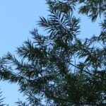 Saule des vanniers_2074