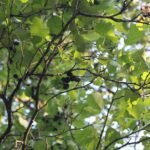 Aulne glutineux_2050