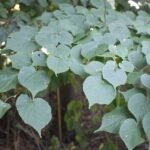 Tilleul à petites feuilles_2078