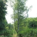 Bouleau verruqueux_2024