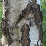 Bouleau verruqueux_2025