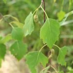 Bouleau verruqueux_2026