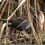 Gallinule poule-d&rsquo;eau_948