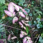 Angélique des bois_2105