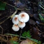 Lépiote crêtée_2107