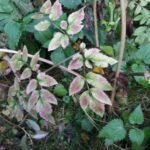 Angélique des bois_2106