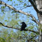 Corneille noire_2005
