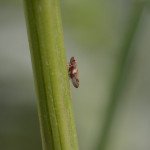 Cercope de l&rsquo;aulne_561