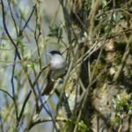 Fauvette à tête noire_685