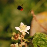 Bourdon des pierres_1344