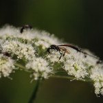 Gastéruption à javelot_1783