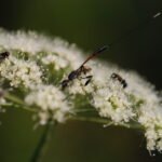 Gastéruption à javelot_1784