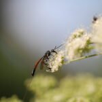 Gastéruption à javelot_1785