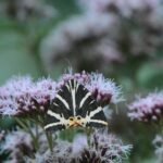 Ecaille chinée_2172