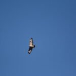 Buse variable_1261