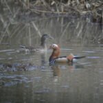 Canard mandarin_1277