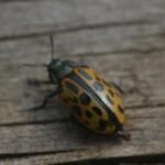 Chrysomèle maculée_8