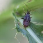 Deraeocoris ruber_1363