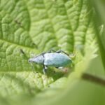 Charançon de l&rsquo;ortie_1555