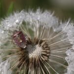 Punaise des baies_493