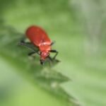Cardinal à tête rouge_495
