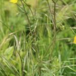 Bouton d&rsquo;or_498