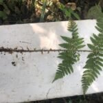 Dryoptéris dilaté_1968