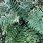 Dryoptéris dilaté_1969