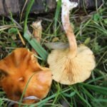 Gymnopile pénétrant_627