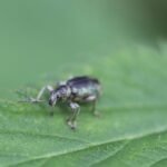 Charançon de l&rsquo;ortie_752