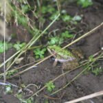 Grenouille rieuse_753