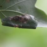 Galle du chêne (macrodiplosis pustularis)_1810