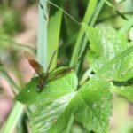 Caloptéryx vierge_1032