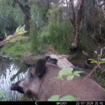 Sangliers d&rsquo;Europe