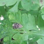 Tordeuse du fraisier