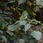 Lierre grimpant – 196