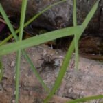 Pardose du groupe lugubris_226