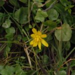 Ficaire fausse renoncule – 660