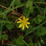 Ficaire fausse-renoncule _ 678