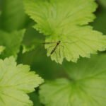 Ptychoptera contaminata_980