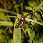 Carte géographique_1091