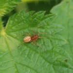 Pachygnatha clerki_1155