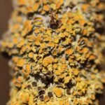 Parmélie des murailles_150