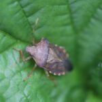 Asope sentinelle_354